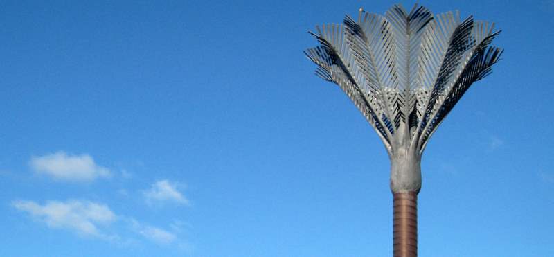 Nikau palms
